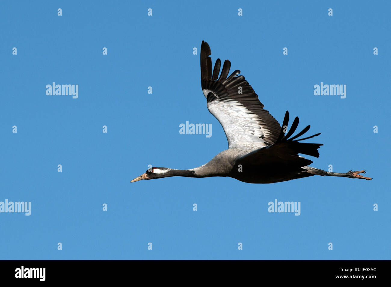 Gru volante, gioco lasco, Kranich Fliegender (grus grus Foto stock - Alamy