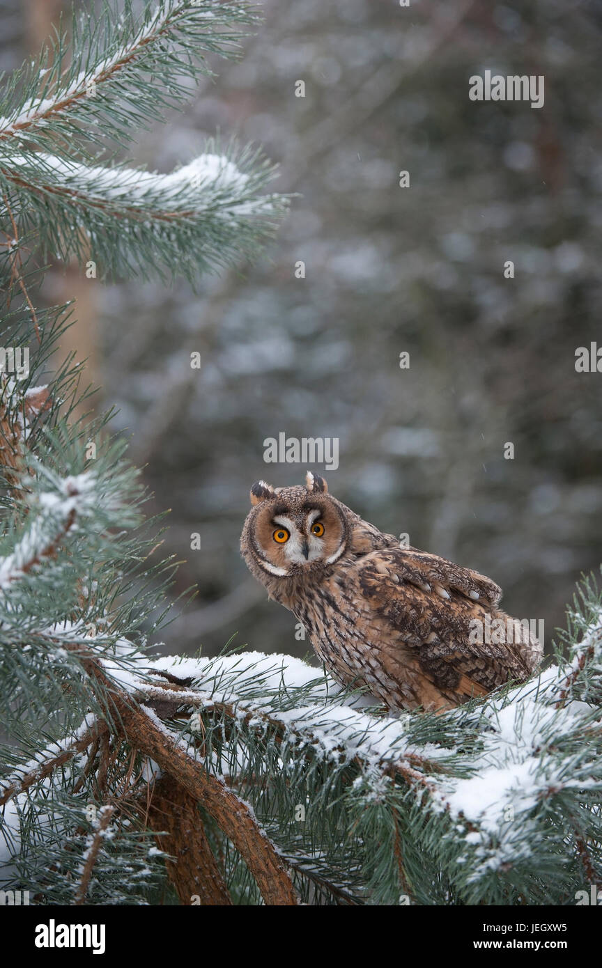 Long eared owl, Asio otus, Waldohreule (Asio otus) Foto Stock