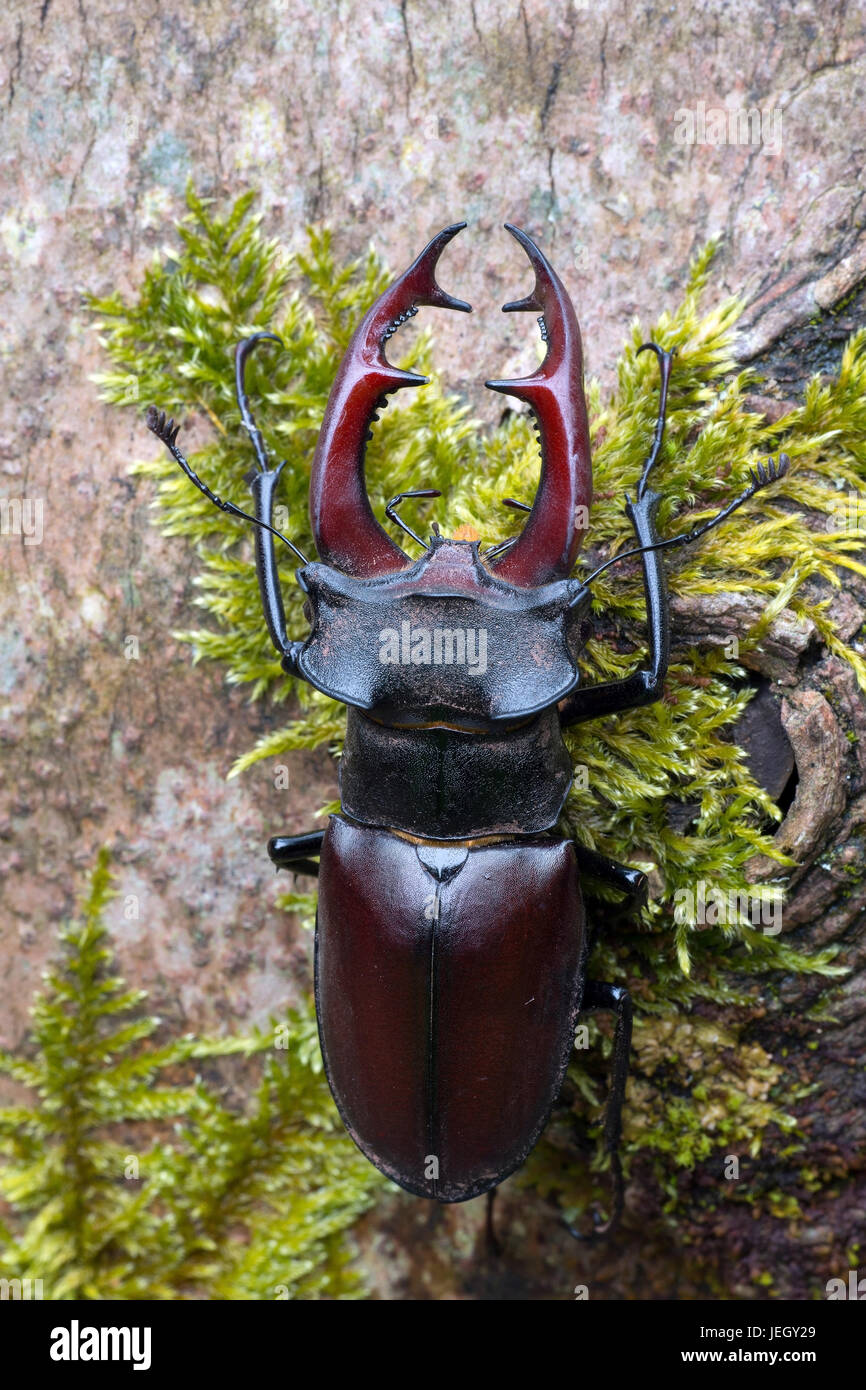 Stag beetle, Lucanus cervus, Hirschkäfer (lucanus cervus) Foto Stock