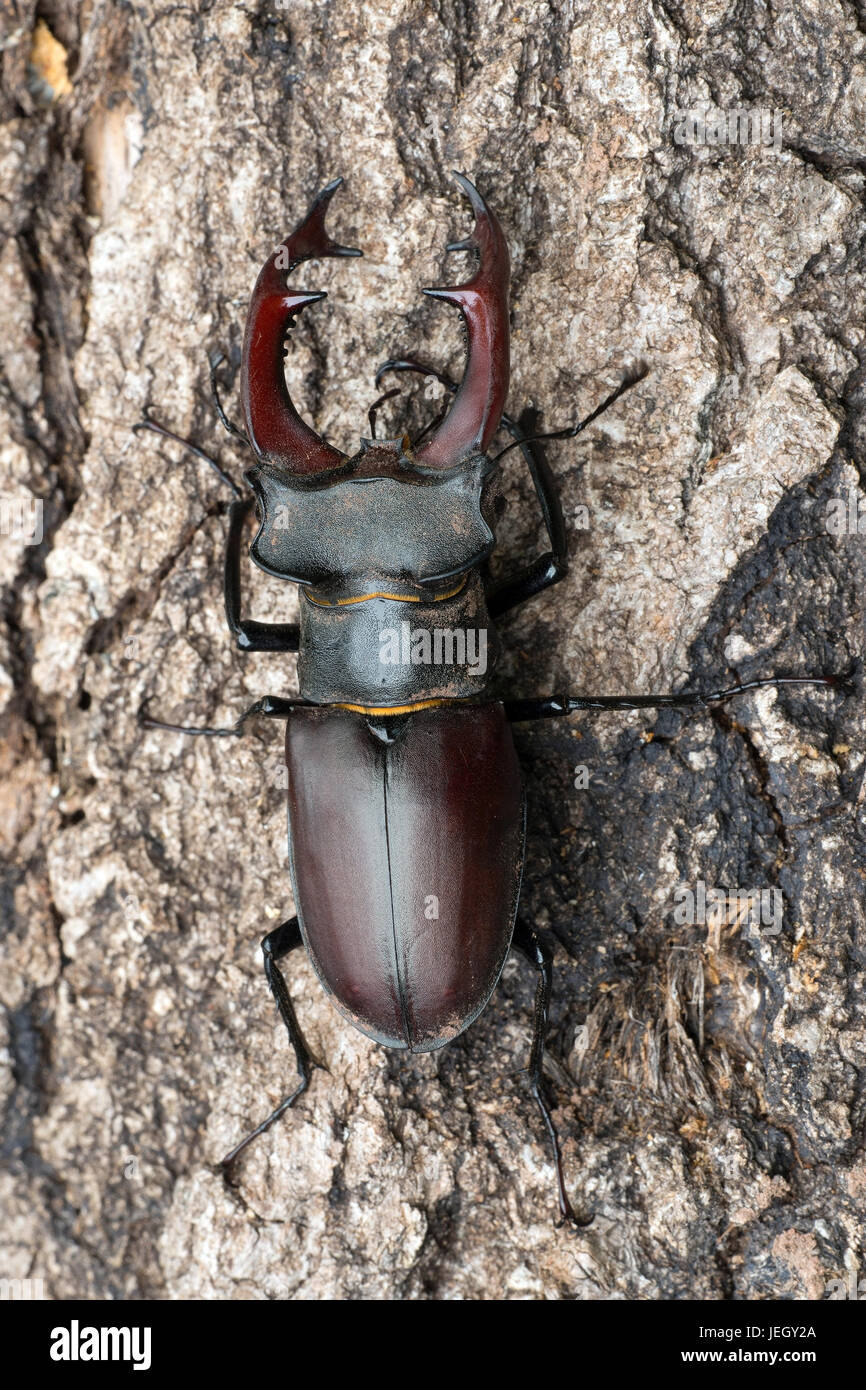 Stag beetle, Lucanus cervus, Hirschkäfer (lucanus cervus) Foto Stock