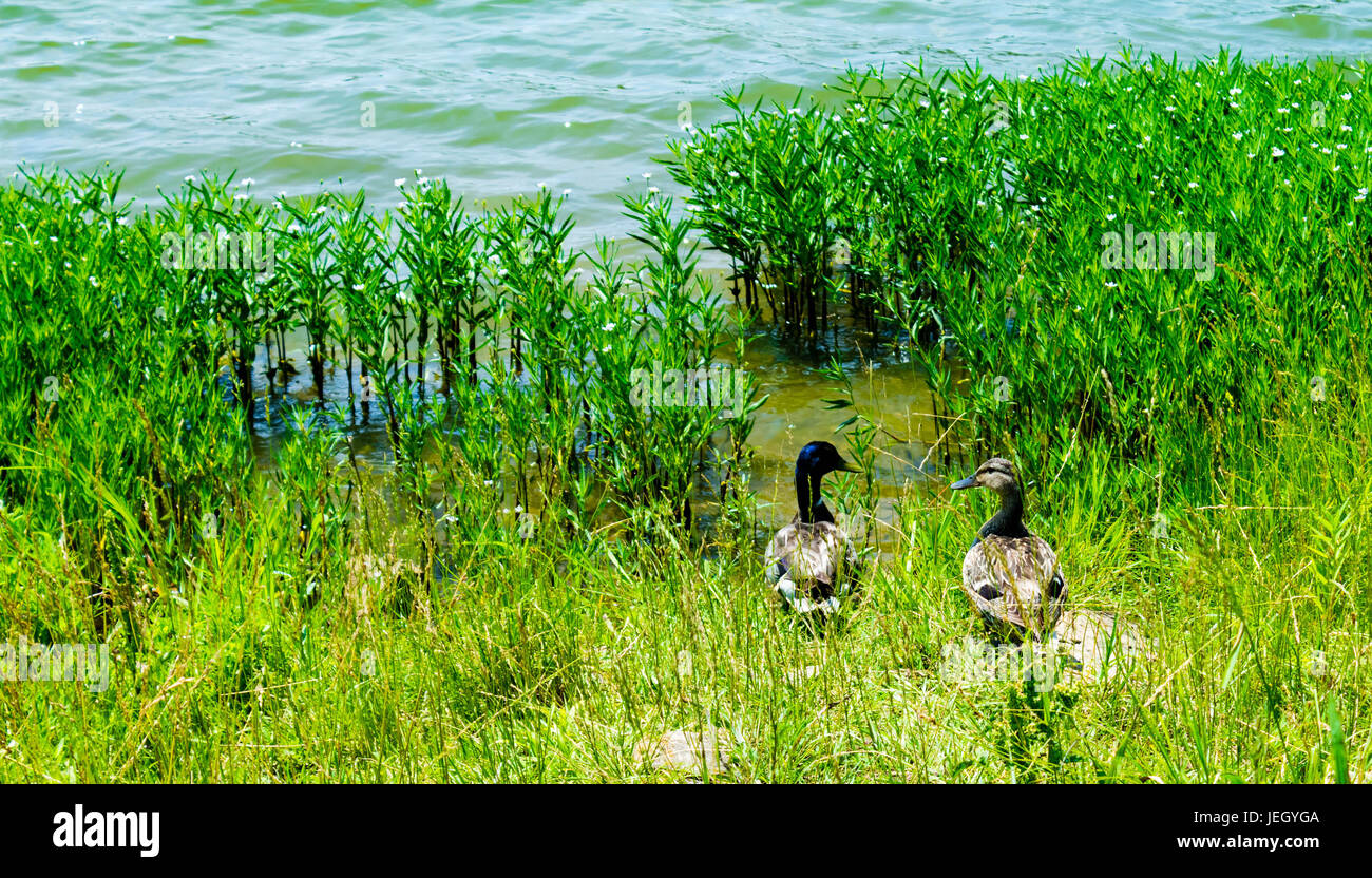 Una testa blu Mallard duck e il suo hen dal lago Foto Stock