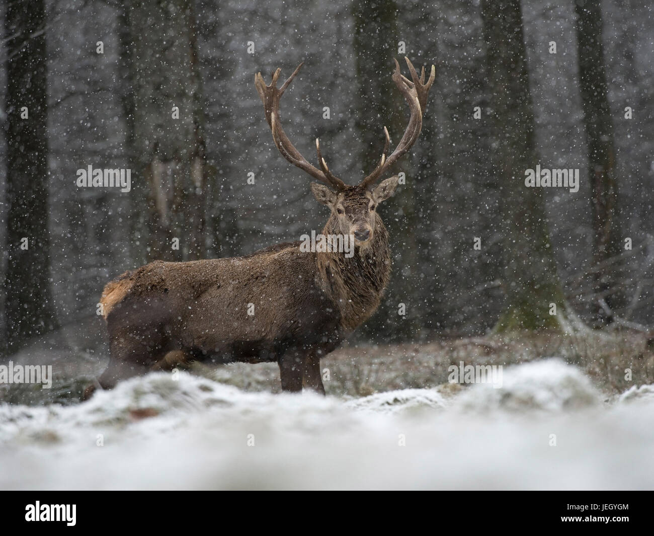 Il cervo rosso in inverno, Cervus elaphus, Rothirsch im inverno Foto Stock