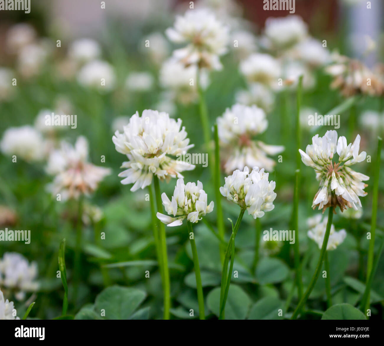 Trifoglio bianco fiori dalla vita alla morte Foto Stock