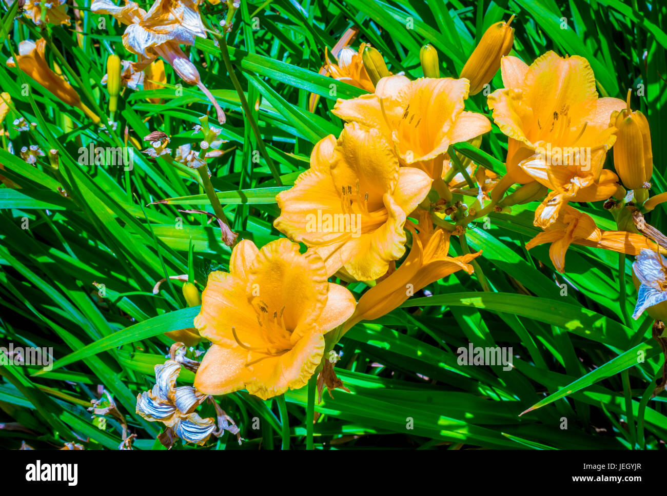Giallo fioritura daylily sulla mattina di primavera Hemerocallis lilioasphodelus Foto Stock