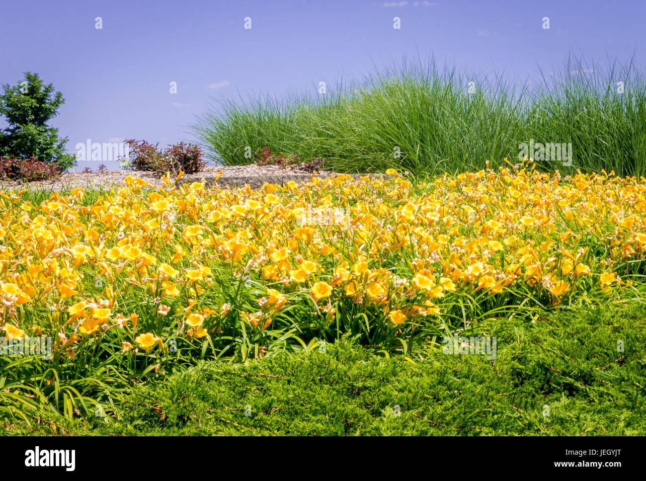 Grande giallo giglio di giorno giardino Hemerocallis lilioasphodelus Foto Stock