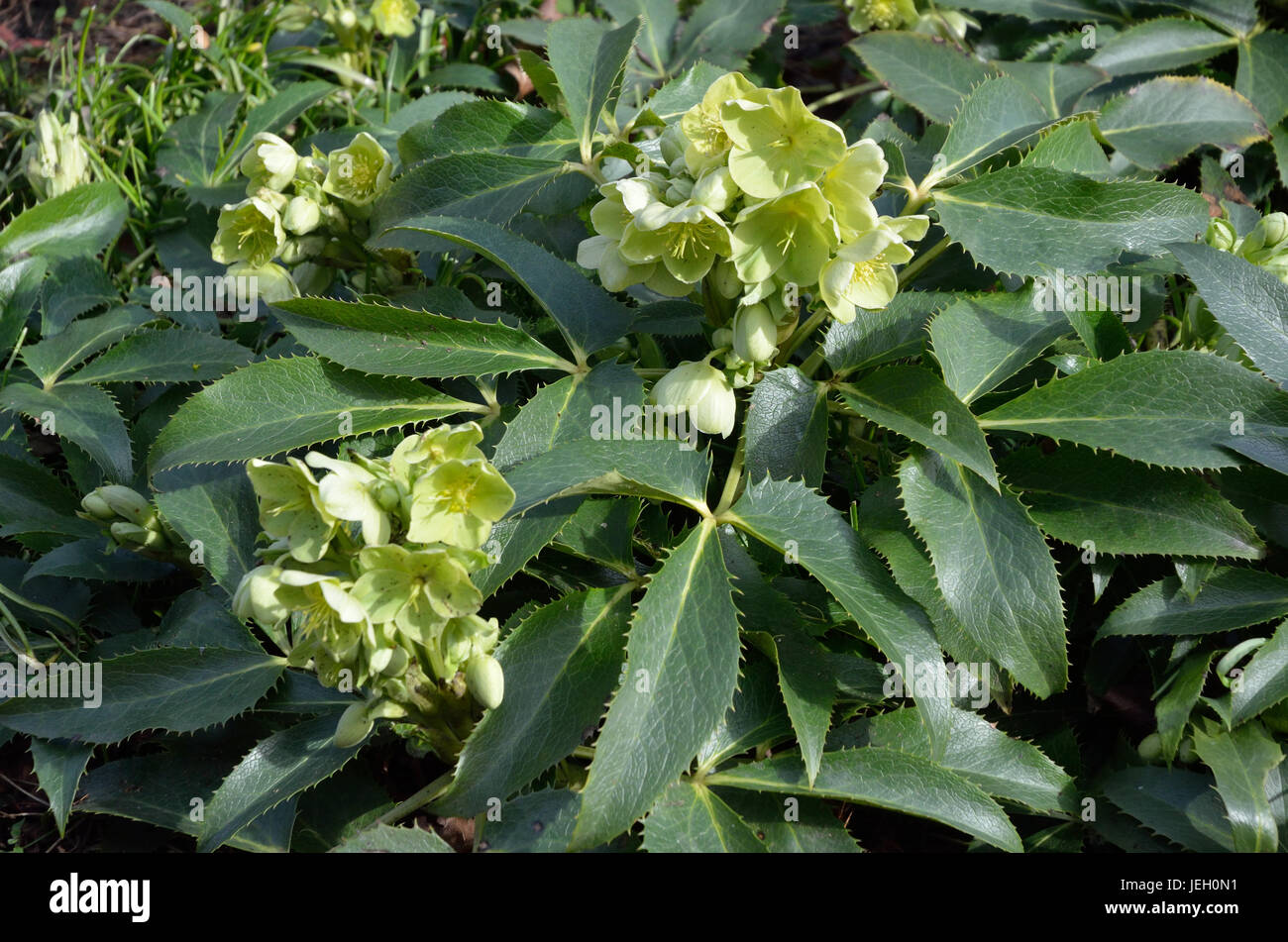 Veratro verde. Helleborus verde fiori in primavera Foto Stock