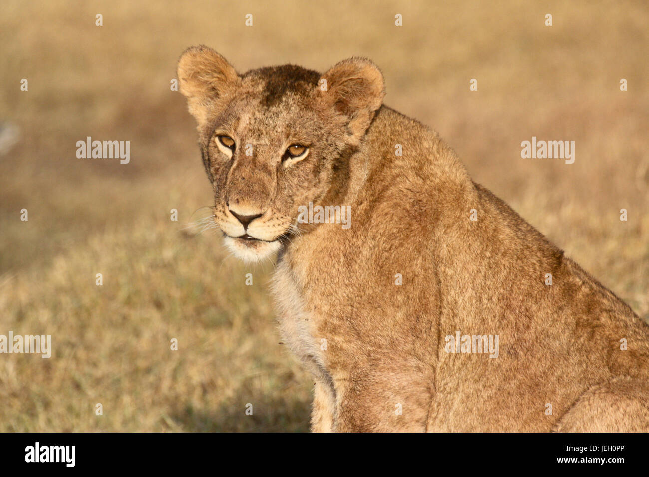 Un giovane leone maschio (Panthera leo) rendendo il contatto visivo. Ol Pejeta Conservancy, Kenya. Foto Stock