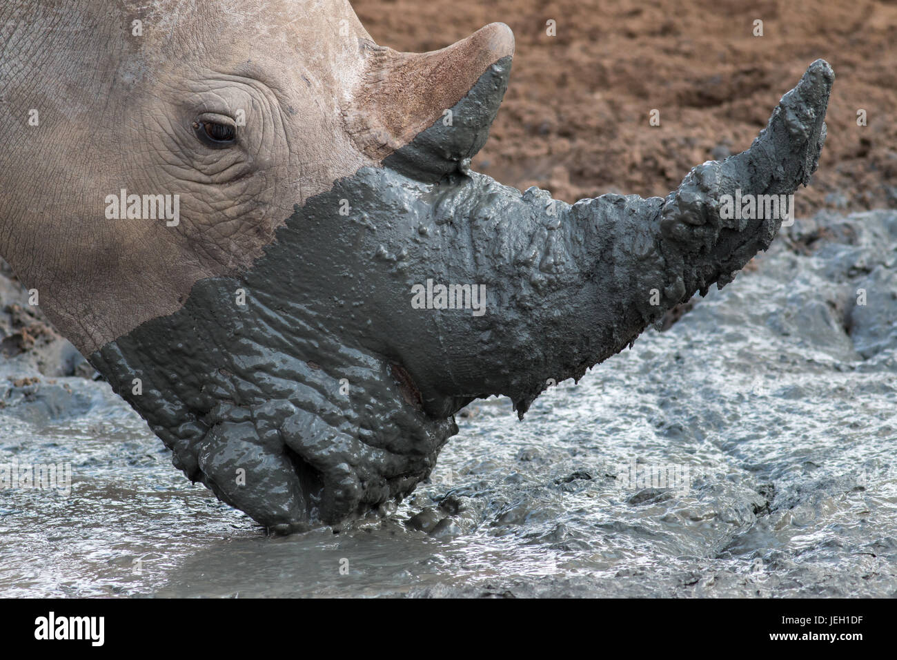 Rhino bevendo acqua fangosa foro. Mkhuze Game Reserve, Sud Africa Foto Stock