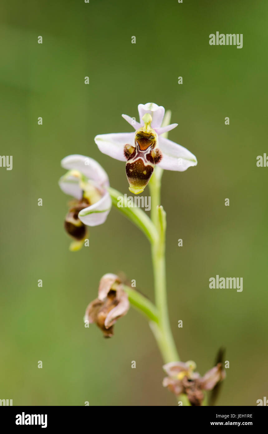 Woodcock Orchid, infiorescenza, Ophrys scolopax subsp. picta, orchidea selvatica, Andalusia, Spagna Foto Stock