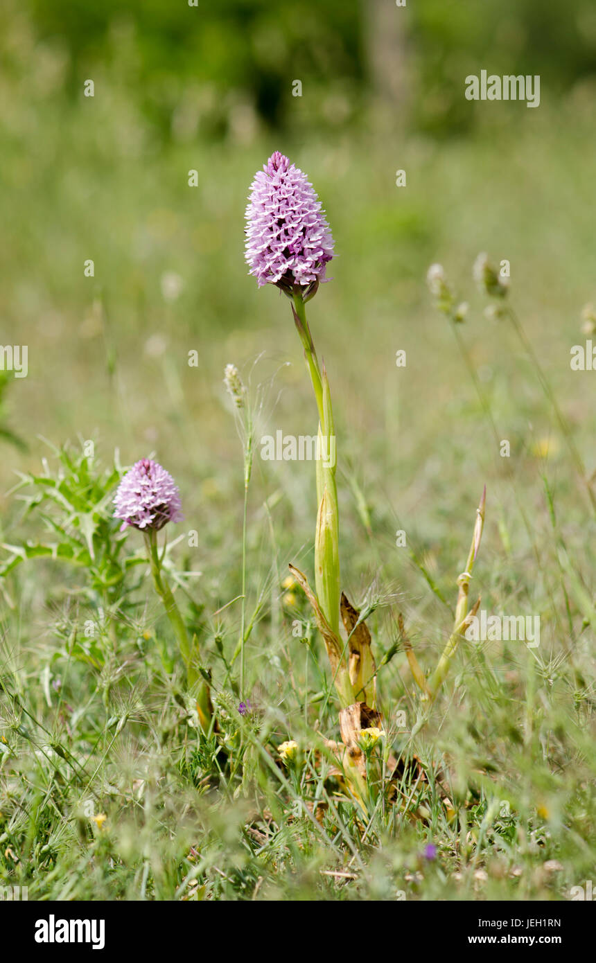 Orchide, Anacamptis pyramidalis, Orchis, orchidee selvatiche, Andalusia, Spagna Foto Stock