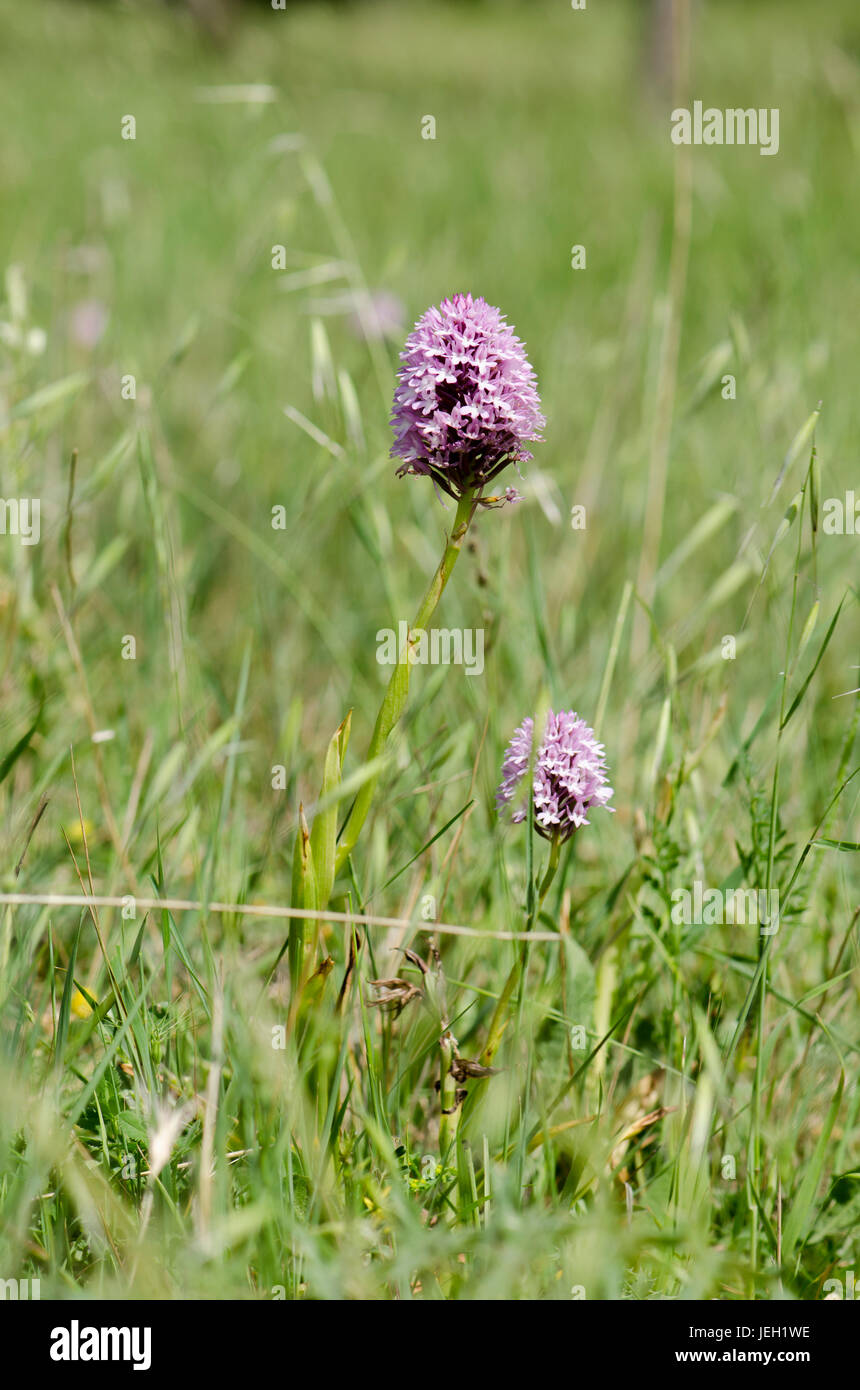 Orchide, Anacamptis pyramidalis, Orchis, orchidee selvatiche, Andalusia, Spagna Foto Stock