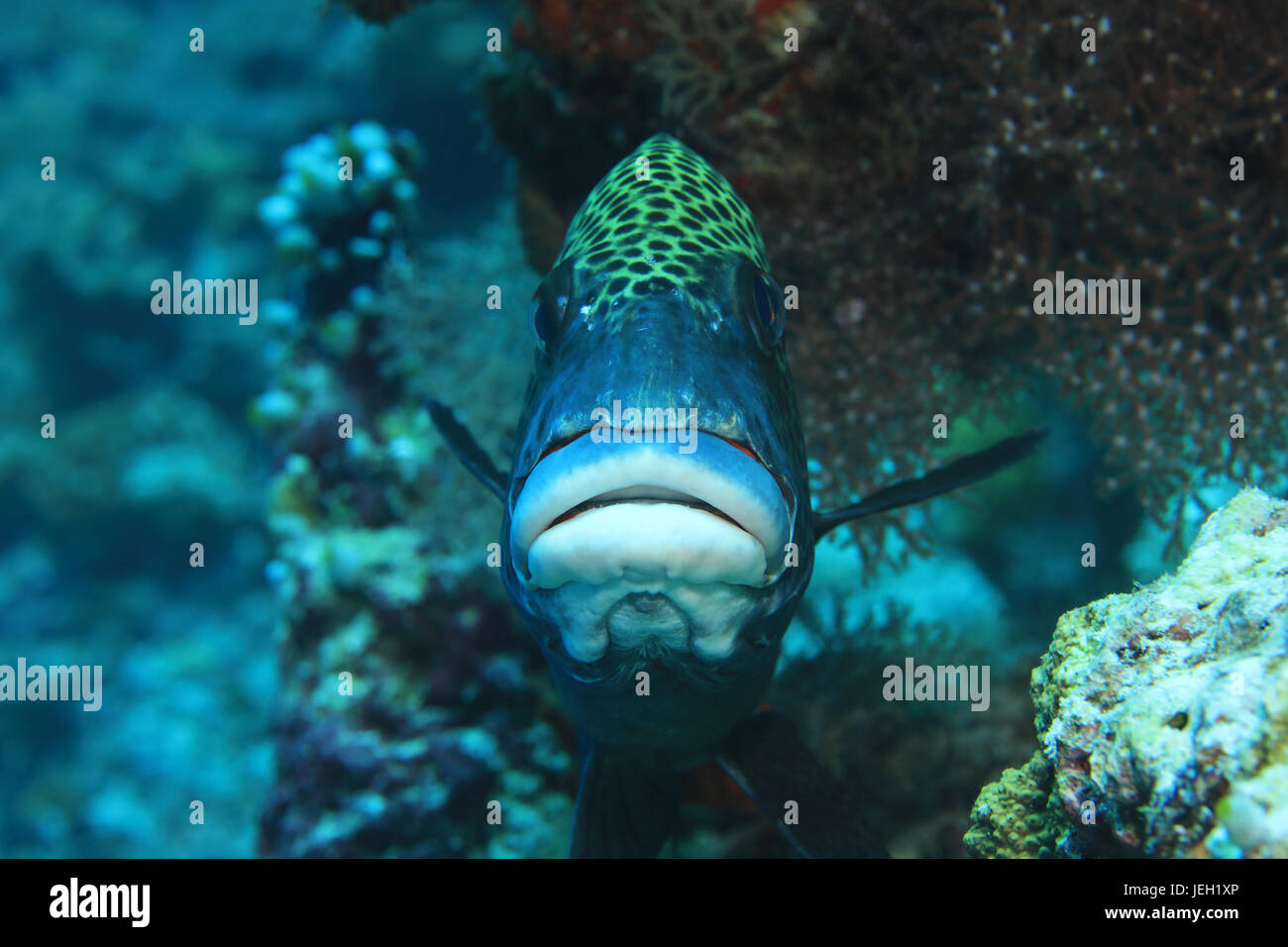 Arlecchino sweetlips pesce (Plectorhinchus chaetodonoides) sott'acqua nel tropicale oceano indiano Foto Stock