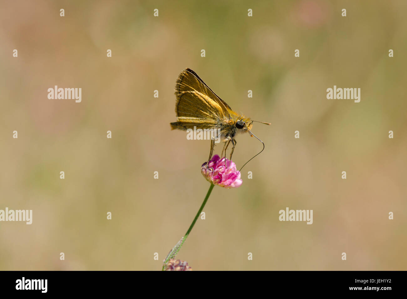 Piccola skipper, Thymelicus sylvestris, farfalla appoggiato, Spagna. Foto Stock