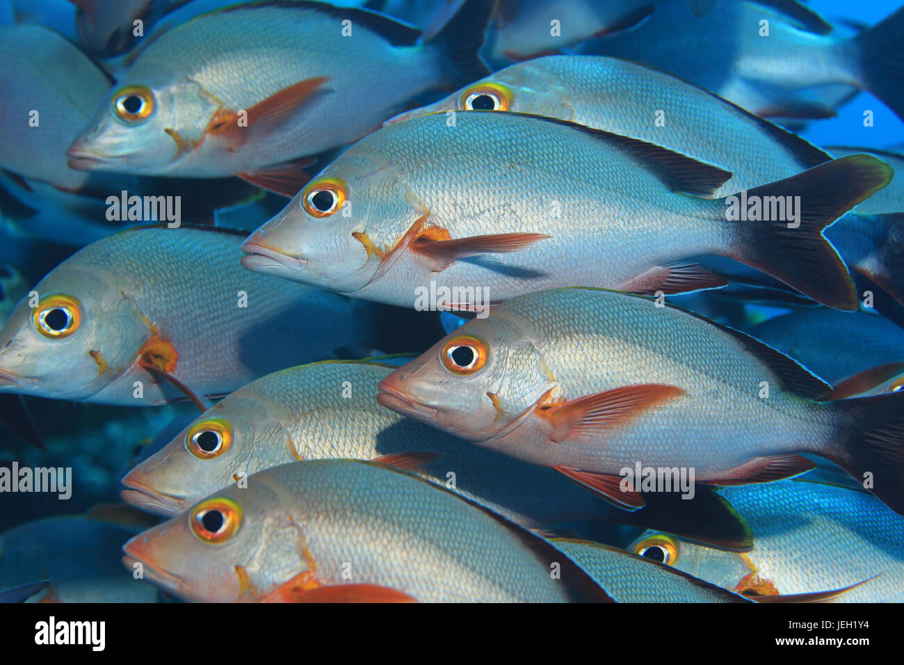 Secca di Humpback red lutiani (Lutjanus gibbus) sott'acqua nell'Oceano indiano Foto Stock