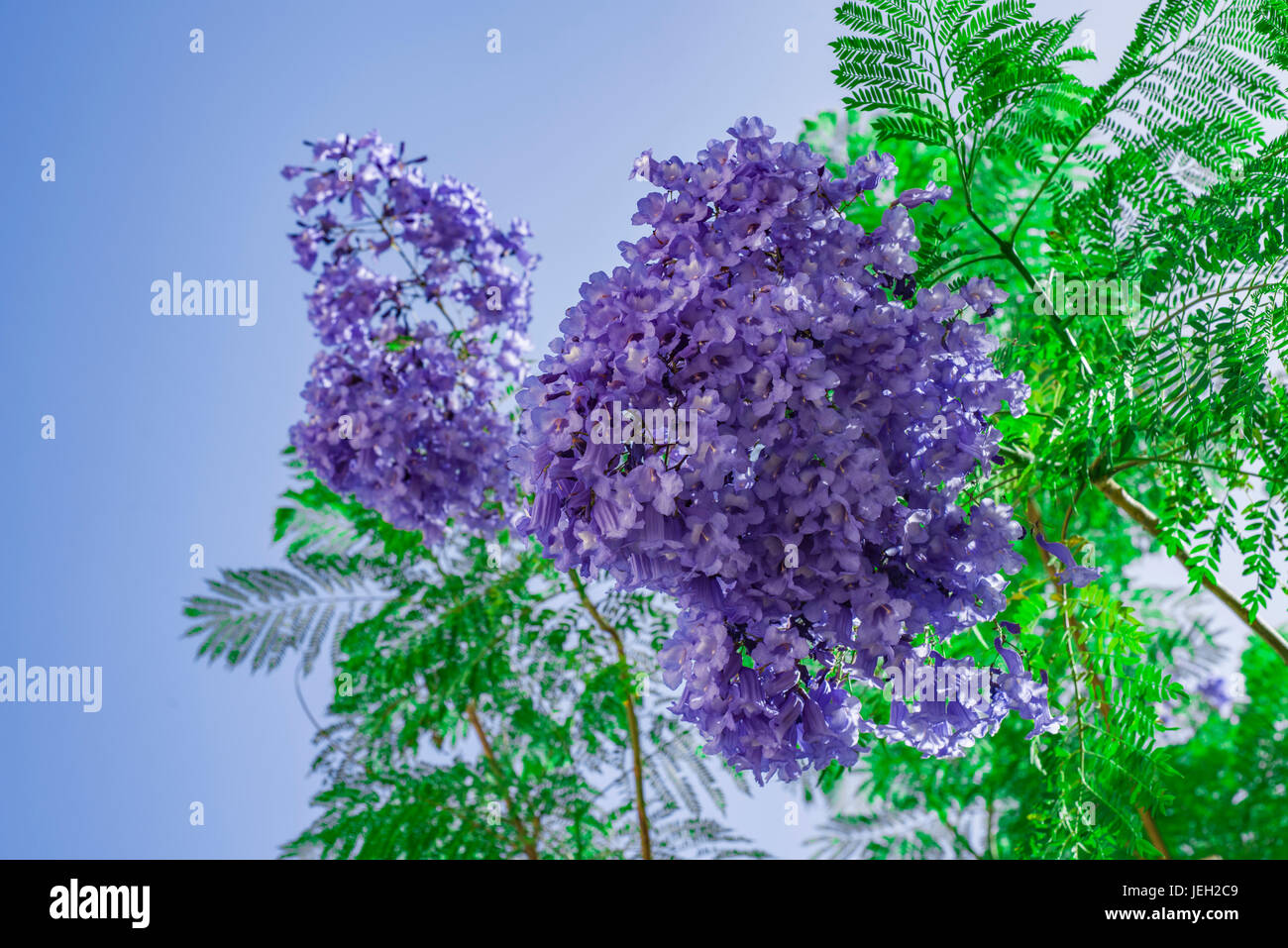 Handroanthus impetiginosa Blu Lilla colore, Tabebuia avellanedae o Handroanthus impetiginosus, Handroanthus impetiginosus. Foto Stock