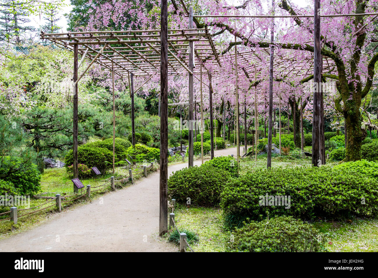 Giardino giapponese Heian Jingu. Shin-en piangendo, supportati di fiori di ciliegio Foto Stock