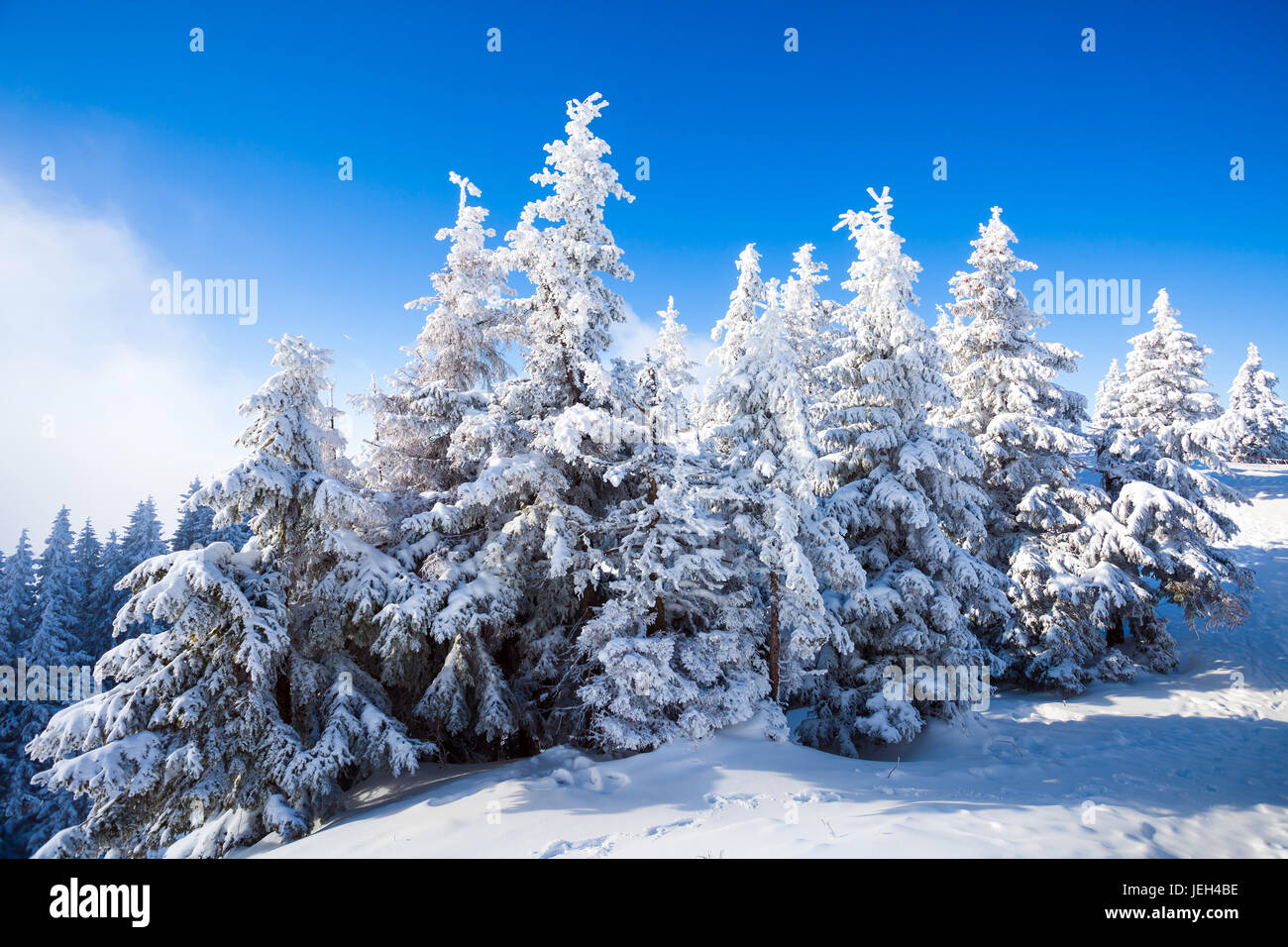 Alberi di pino coperto di neve sulla stagione invernale in Poiana Brasov, Romania Foto Stock