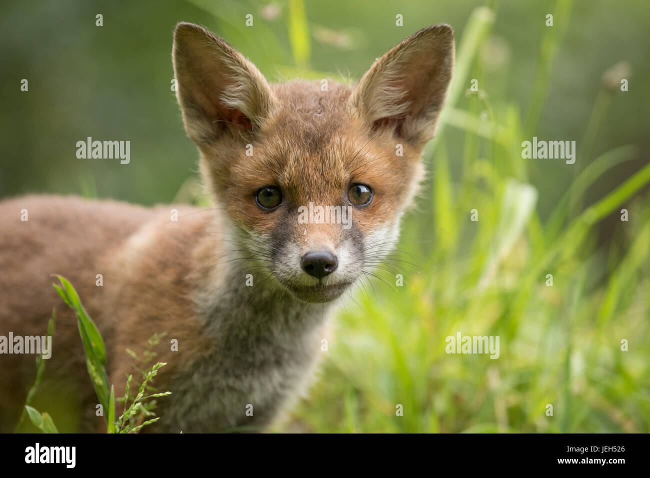 Giovane volpe cub ad esplorare il suo nuovo ambiente Foto Stock