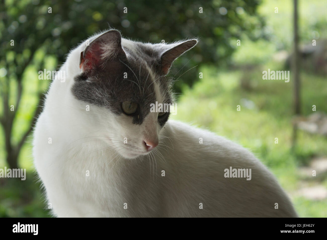 Gatto grigio Foto Stock