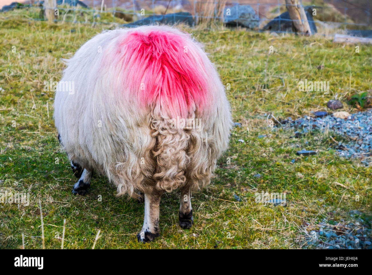 Una pecora è contrassegnato con vernice rosa per aiutare con la proprietà di identificazione, come più greggi di ovini sono spesso pascolati sulla terra stessa Foto Stock