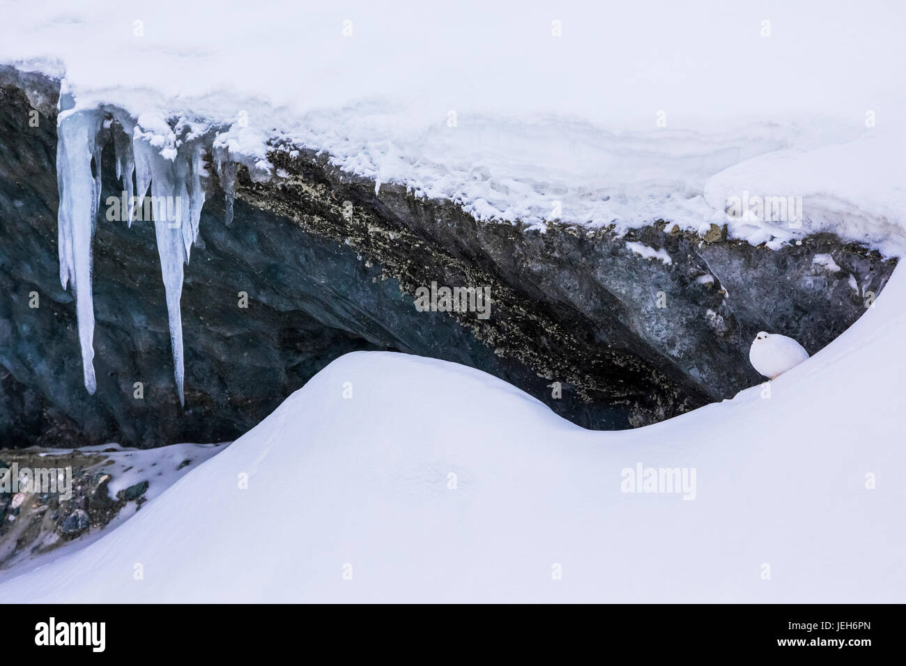 Una pernice bianca (Lagopus muta) si fonde con la neve accanto al ghiaccio del ghiacciaio Canwell in Alaska Range; Alaska, Stati Uniti d'America Foto Stock