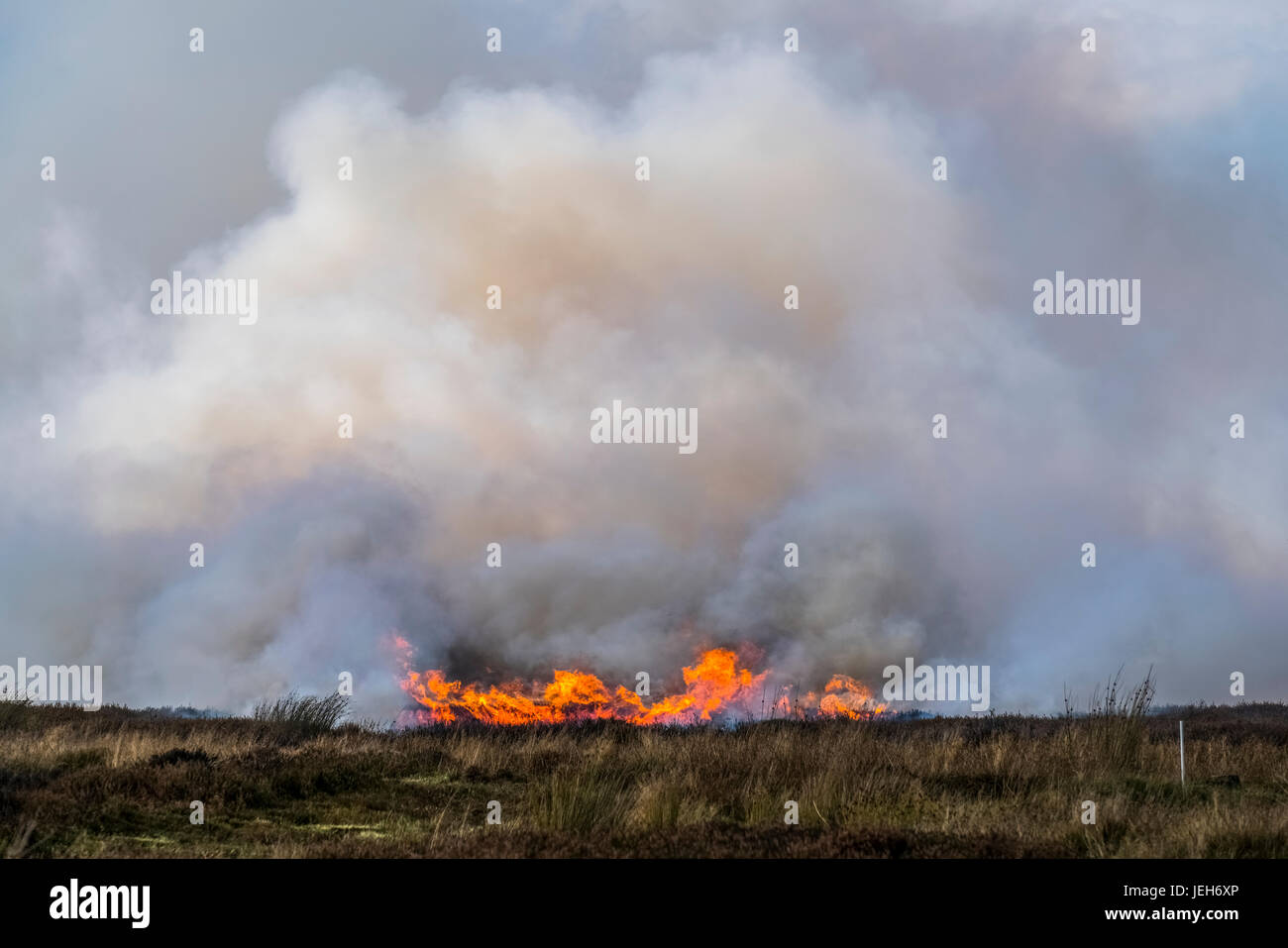 Una spazzola fuoco in un'erba secca campo; Yorkshire, Inghilterra Foto Stock