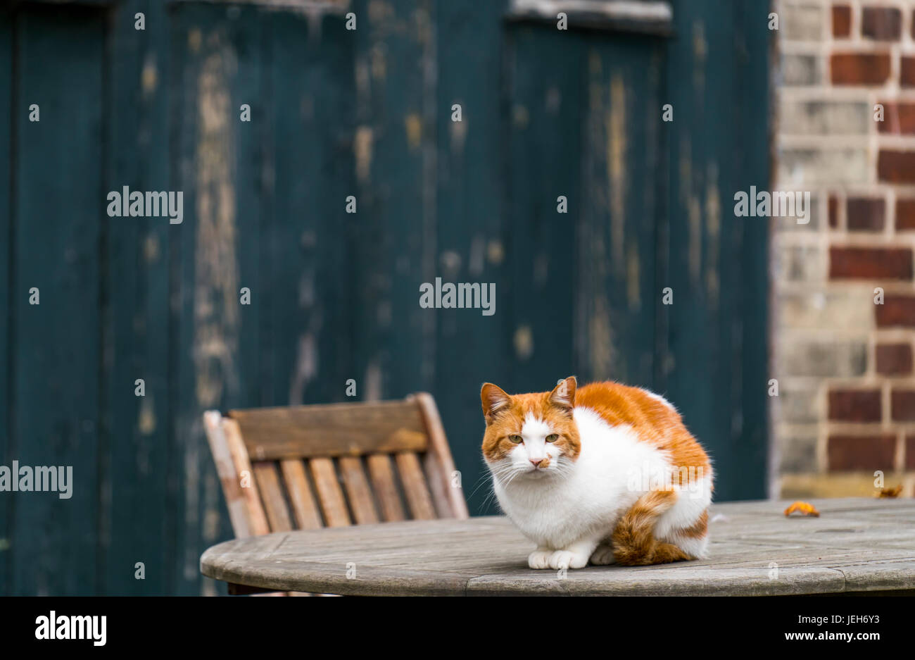 Un gatto si siede su una tavola di legno al di fuori di un edificio con il legno e la facciata in mattone; Tyne and Wear, Inghilterra Foto Stock