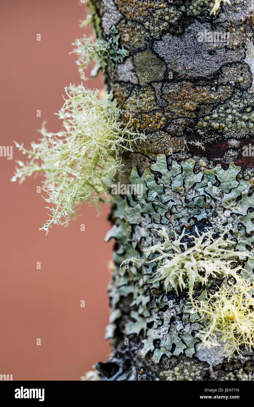 I licheni formare configurazioni sulla corteccia di un alberello; Astoria, Oregon, Stati Uniti d'America Foto Stock