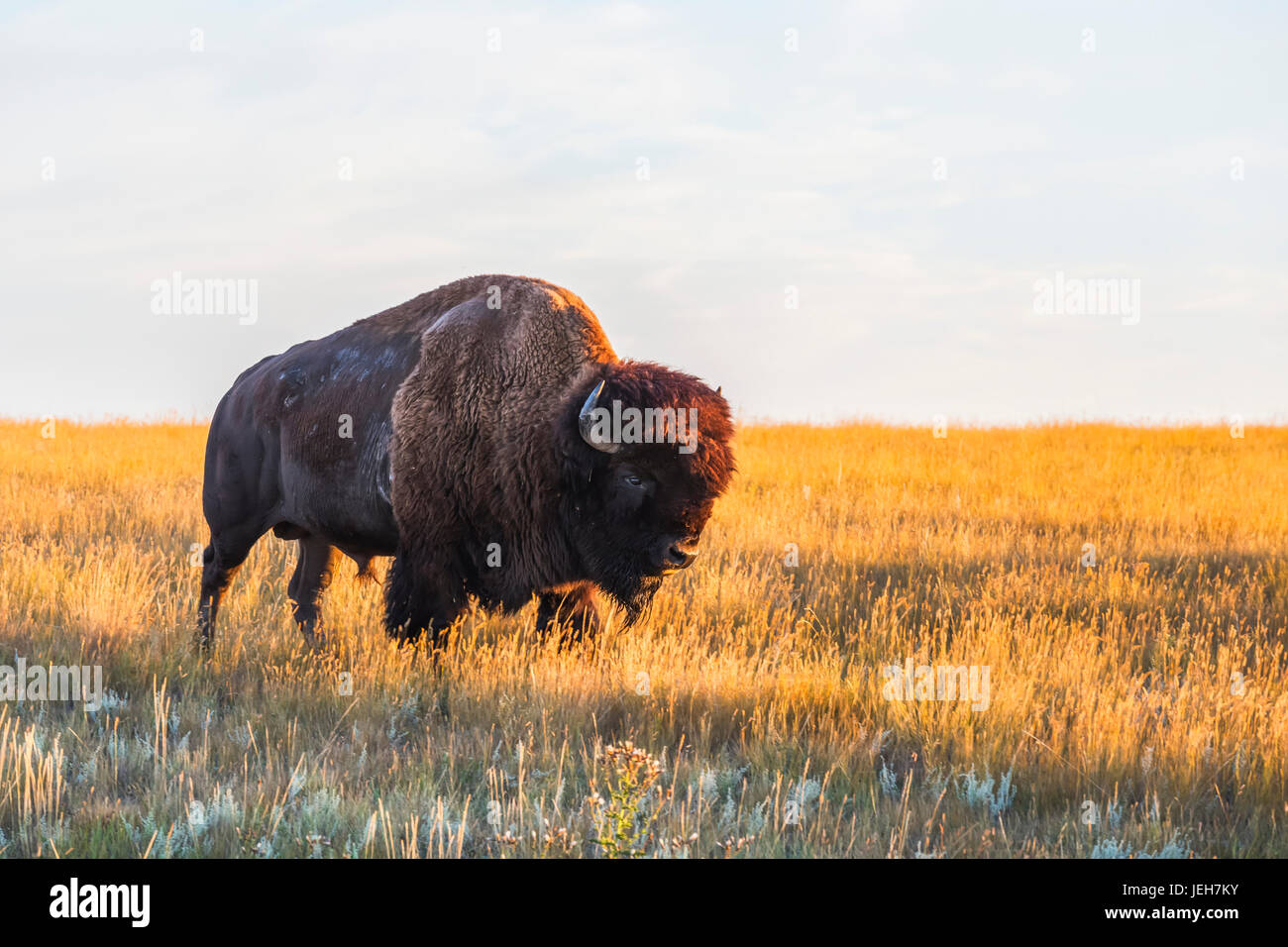 (Bison bison bison), praterie Parco Nazionale; Saskatchewan, Canada Foto Stock