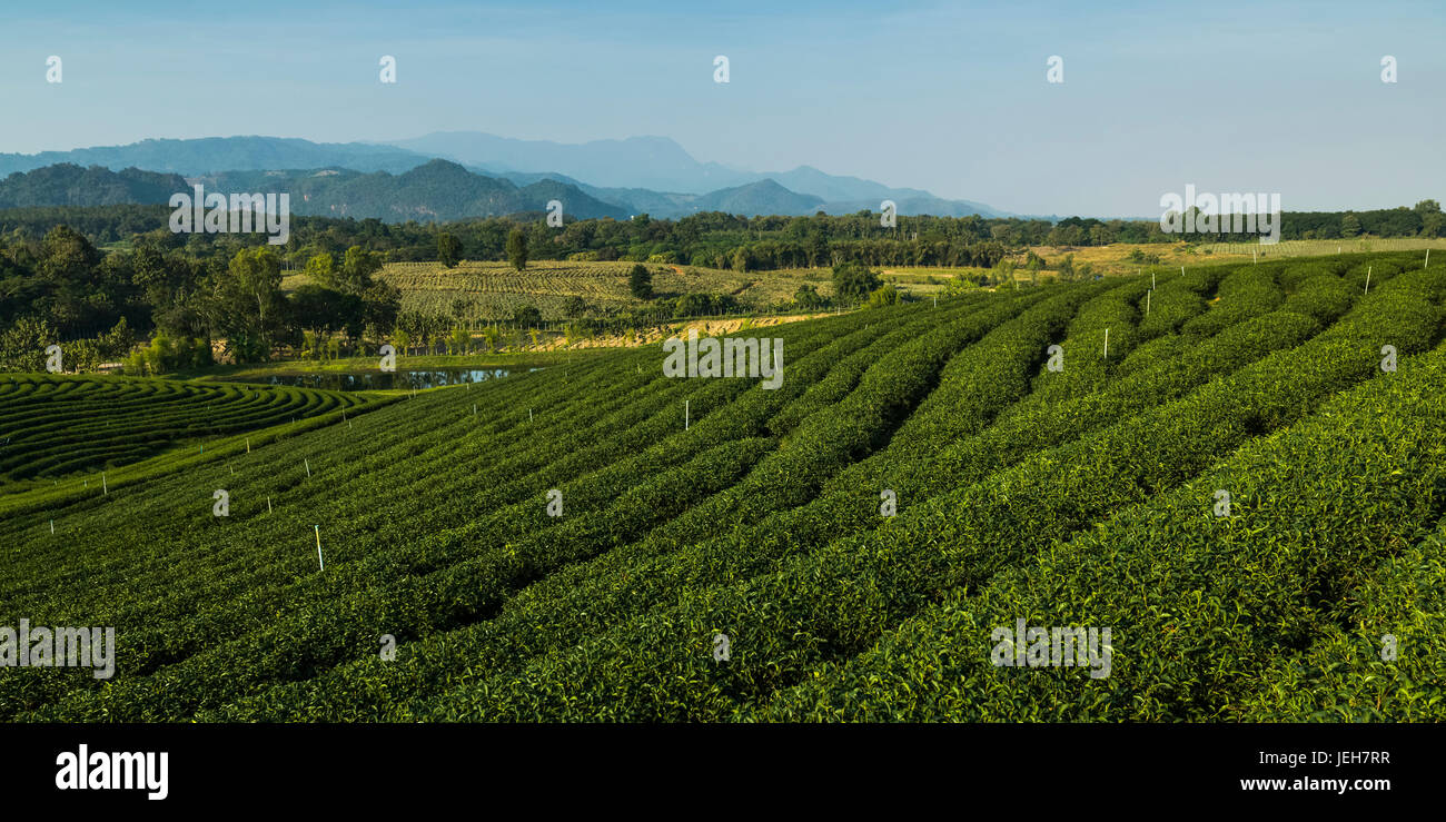 La piantagione di tè; Tambon Si Kham, Chang Wat Chiang Rai, Thailandia Foto Stock