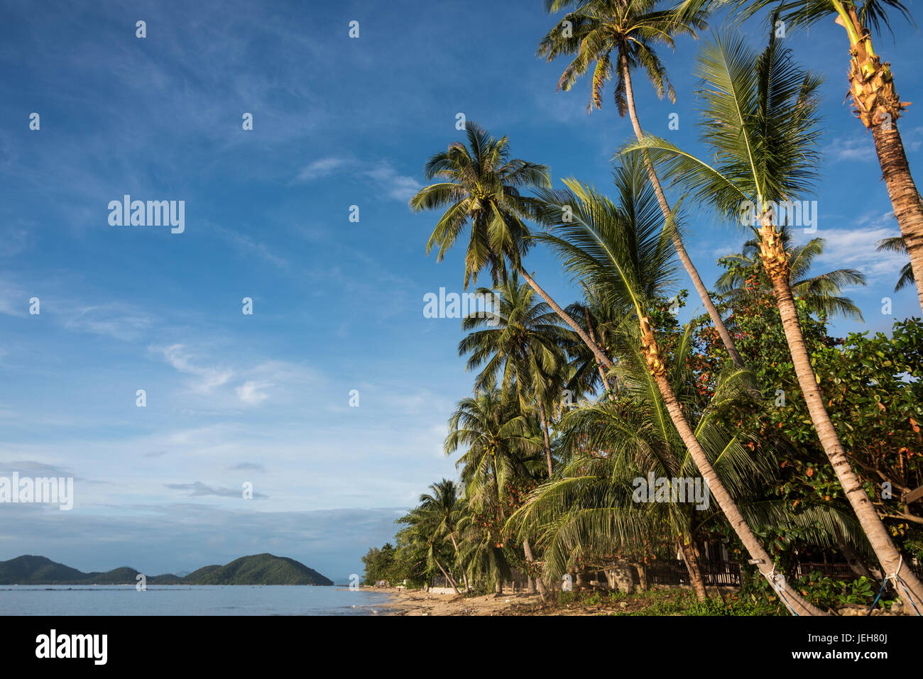 Palme linea spiaggia lungo il Golfo di Thailandia sotto un cielo blu; Ko Samui, Chang Wat Surat Thani, Thailandia Foto Stock