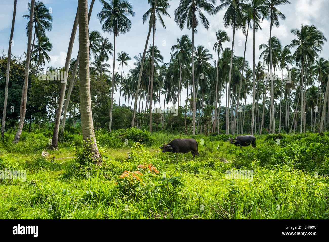 Le mucche al pascolo su una lussureggiante vegetazione sotto le palme; Ko Samui, Chang Wat Surat Thani, Thailandia Foto Stock