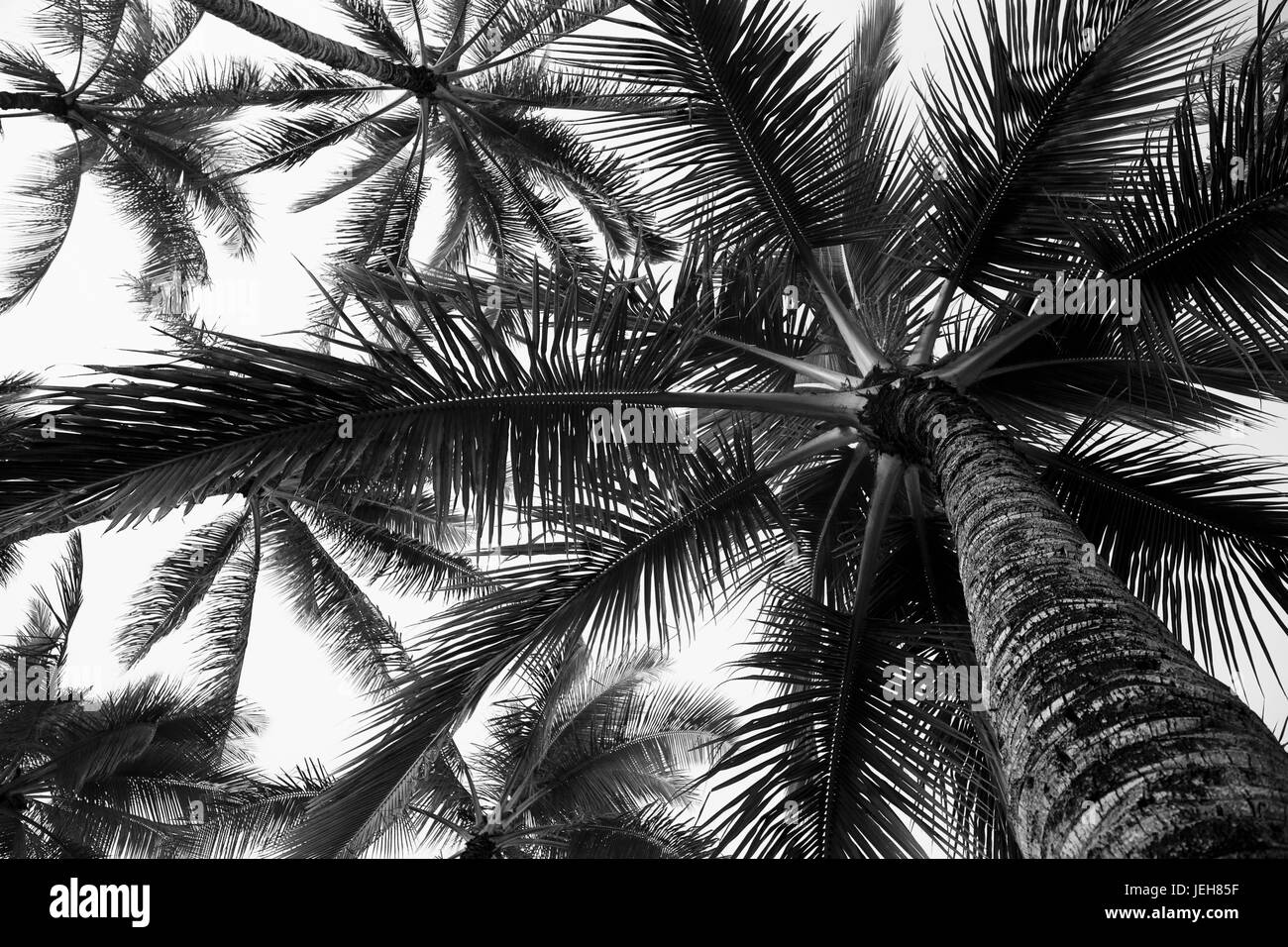 Basso angolo vista di palme di cocco in bianco e nero; Honolulu Oahu, Hawaii, Stati Uniti d'America Foto Stock