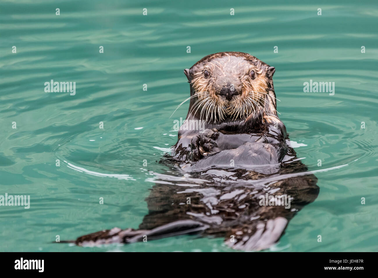 Close-up di una Lontra di mare (Enhydra lutris) flottanti sulla sua schiena, guardando verso la telecamera, sud-centrale di Alaska Foto Stock
