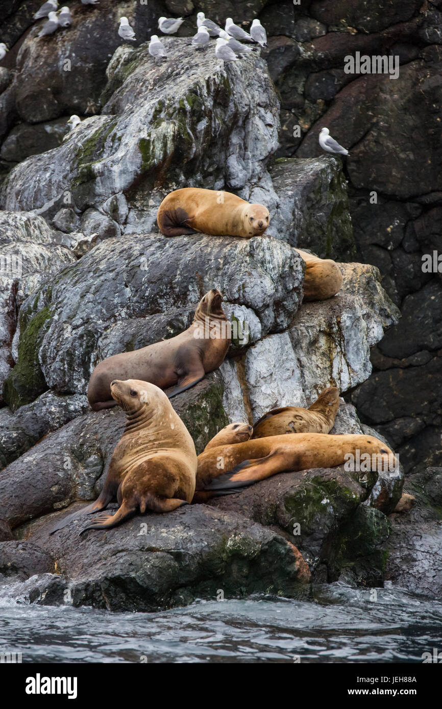 Una colonia di Steller leoni di mare (Eumetopias jubatus) poggiano sul litorale rocce nella Risurrezione Bay, Sud-centrale; Alaska Alaska, Stati Uniti d'America Foto Stock