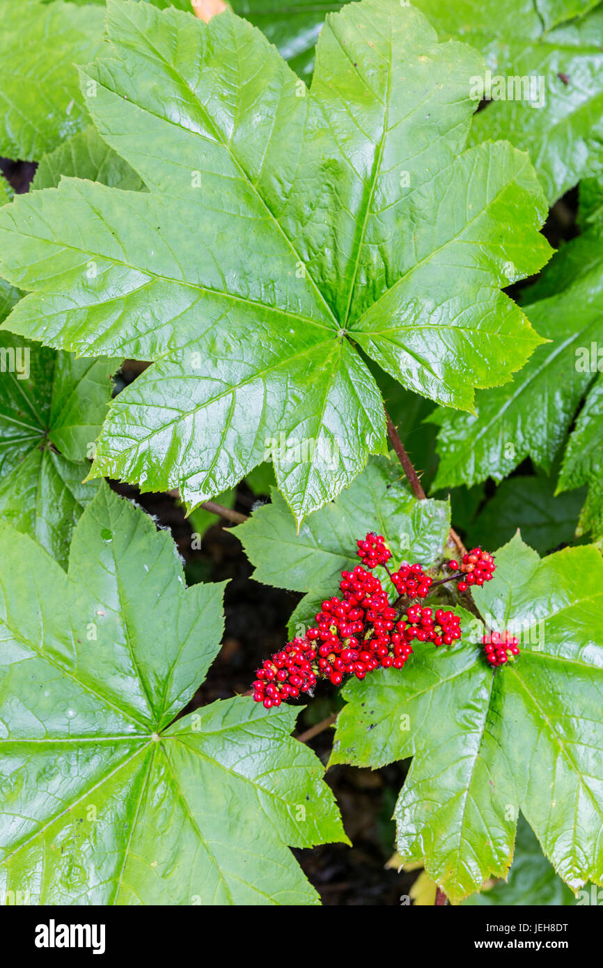 Le luminose rosse bacche di un Devil's Club (Oplopanax horridus) impianto spiccano fra i grandi foglie verdi, Kachemak Bay, il centro-sud della Alaska Foto Stock