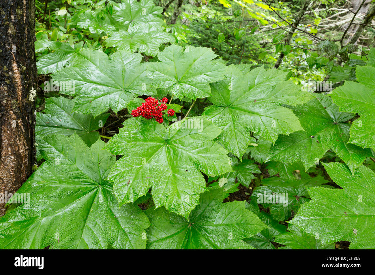 Le luminose rosse bacche di un Devil's Club (Oplopanax horridus) impianto spiccano fra i grandi foglie verdi, Kachemak Bay, il centro-sud della Alaska Foto Stock