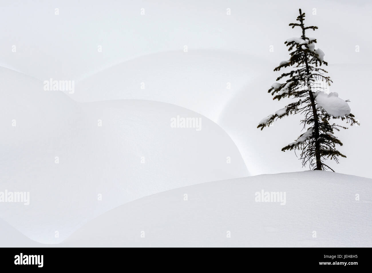 Piccolo singolo albero sempreverde circondato da cumuli di intatta Vergine neve; British Columbia, Canada Foto Stock