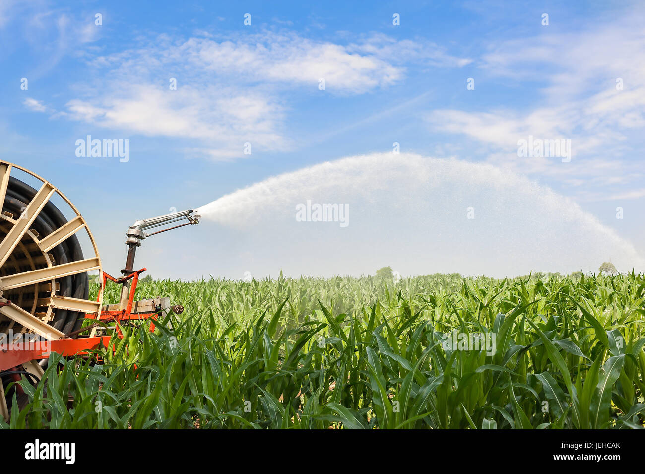 Attrezzatura agricola. Attrezzature per pompare acqua sul campo di grano.soffione di erogazione dell'acqua Foto Stock