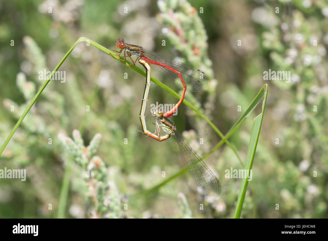 Piccolo rosso damselflies (Ceriagrion tenellum) - coniugata coppia Foto Stock