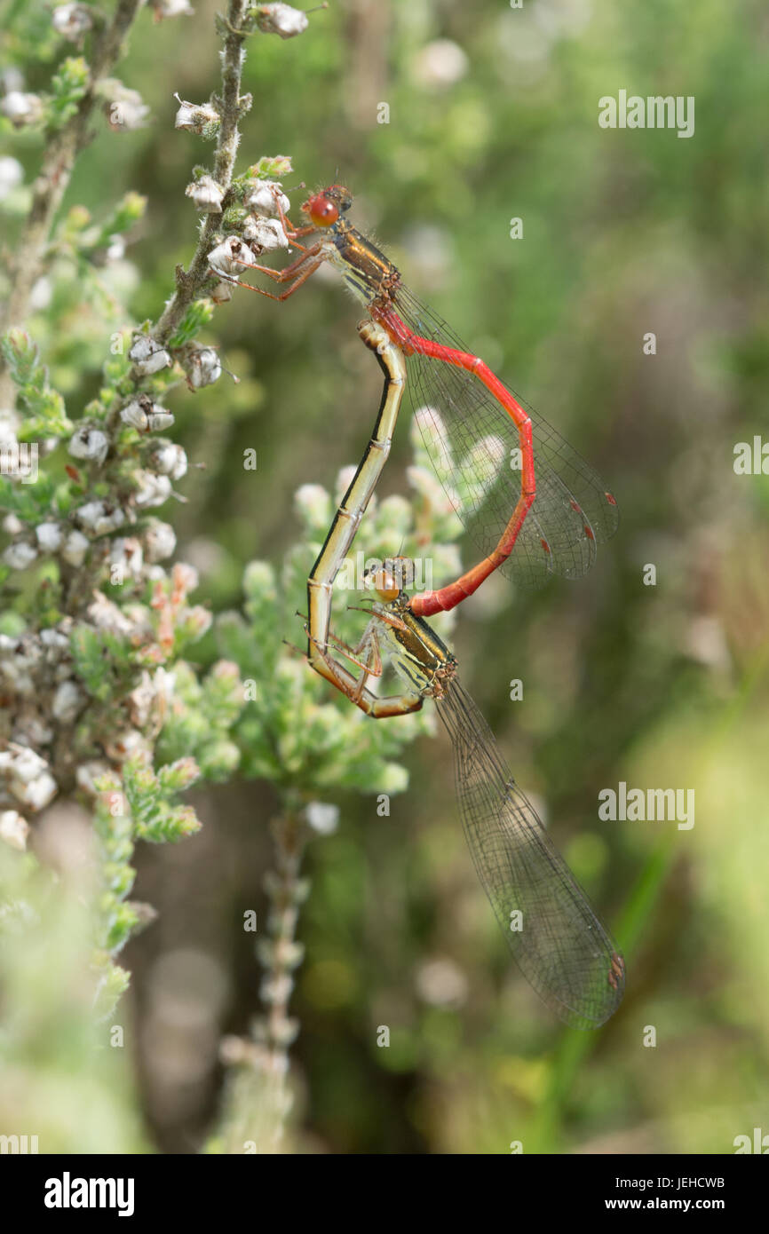 Piccolo rosso damselflies (Ceriagrion tenellum) - coniugata coppia Foto Stock