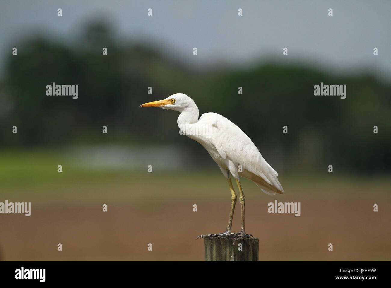 Airone bianco maggiore, comune garzetta, Grandi garzetta, grande airone bianco - Ardea alba Foto Stock