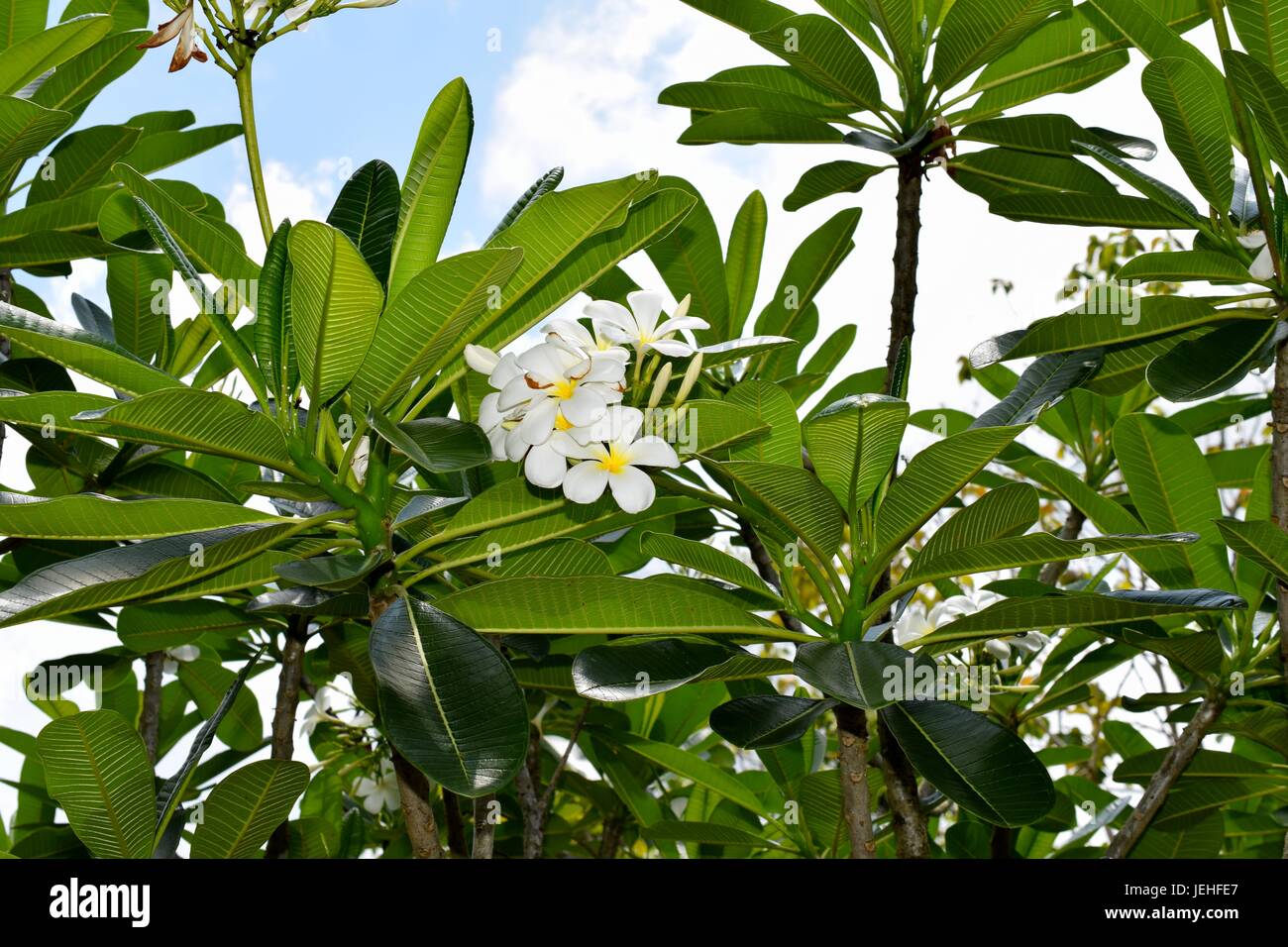 Una Plumeria con fiori bianchi e un centro giallo Foto Stock