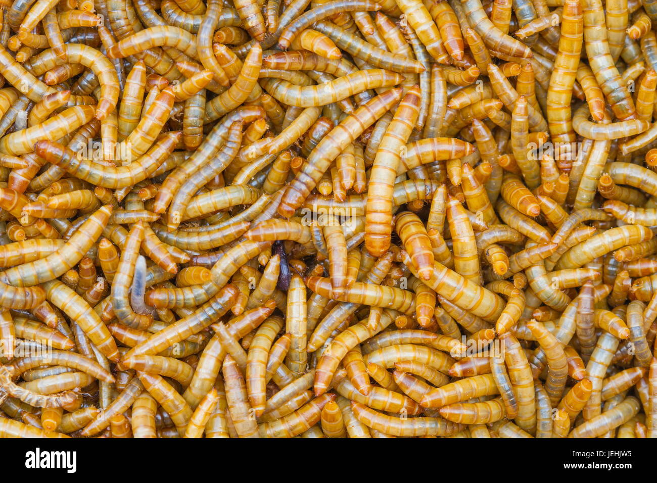 Worm, pasto worm è il nome comune per le larve del coleottero Tenebrio molitor Foto Stock