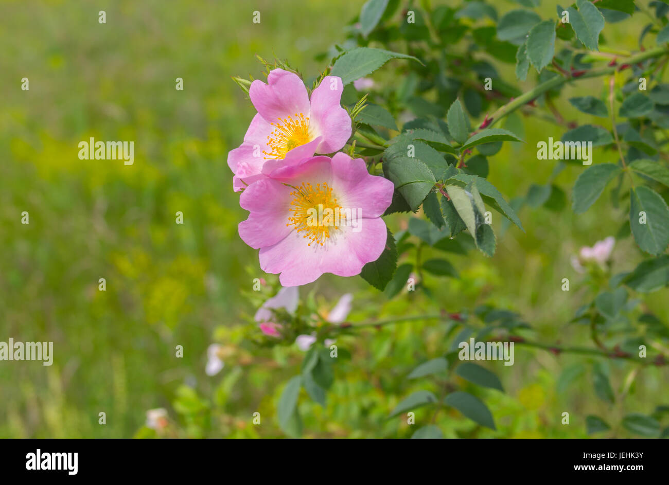 Ramo di cane selvatico-rose in tempo di fioritura a inizio stagione estiva Foto Stock