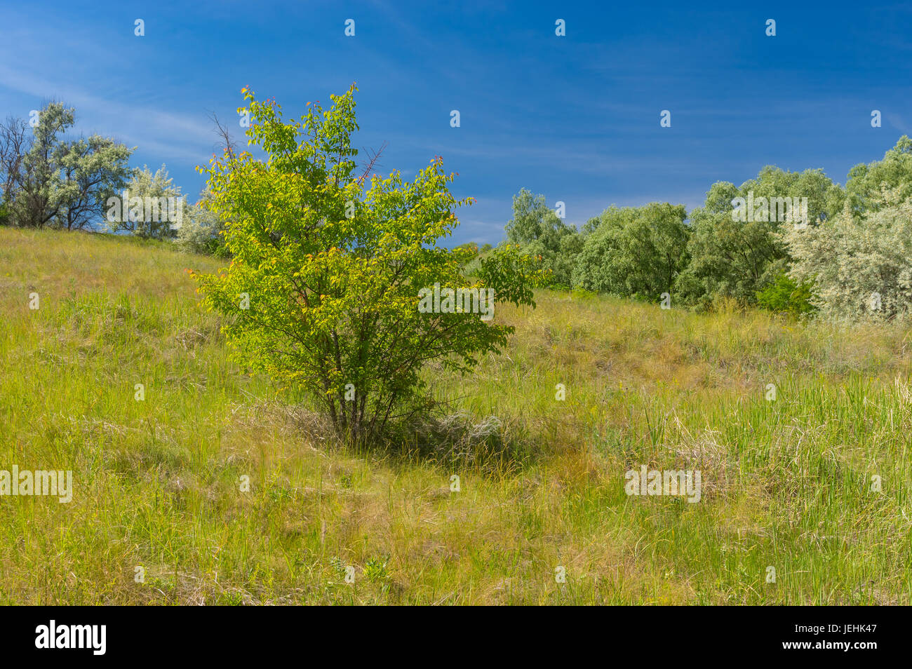 Inizio estate paesaggio selvaggio con arbusto di albicocche su una collina Foto Stock