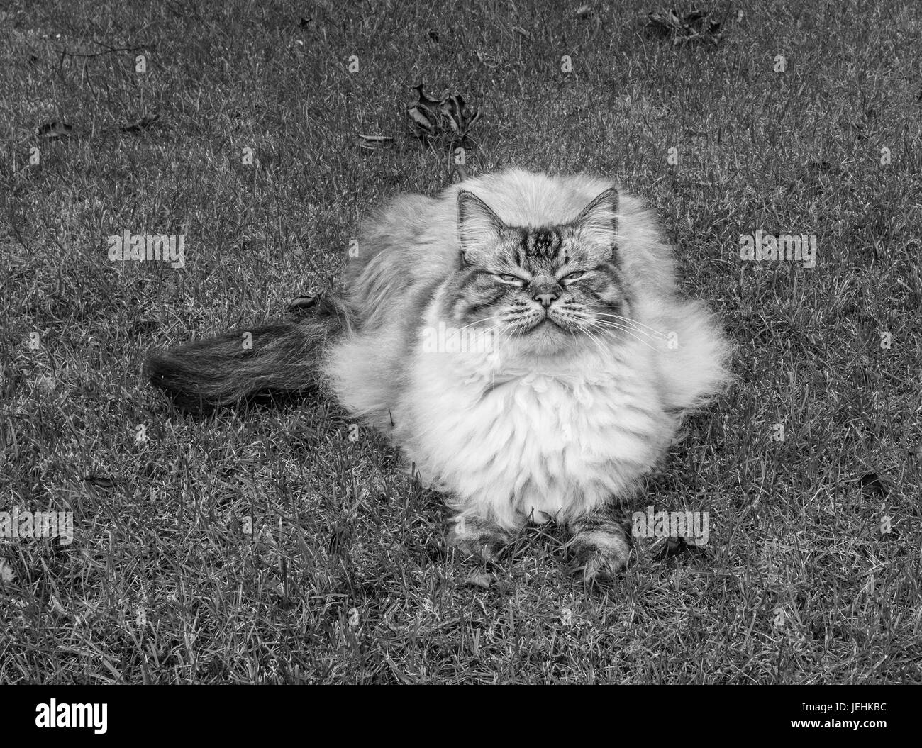 Pedigree gatto Ragdoll seduti all'aperto su un prato guardando fino alla telecamera sorridente pet Foto Stock