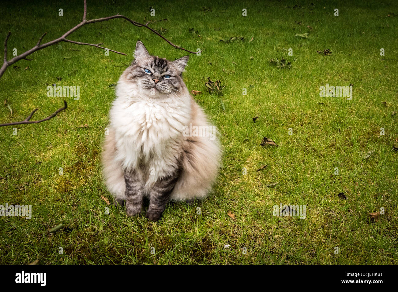 Sorridenti Pedigree Ragdoll (Seal Lynx Mitted Tabby) Cat seduti all'aperto su un prato guardando la telecamera. Foto Stock