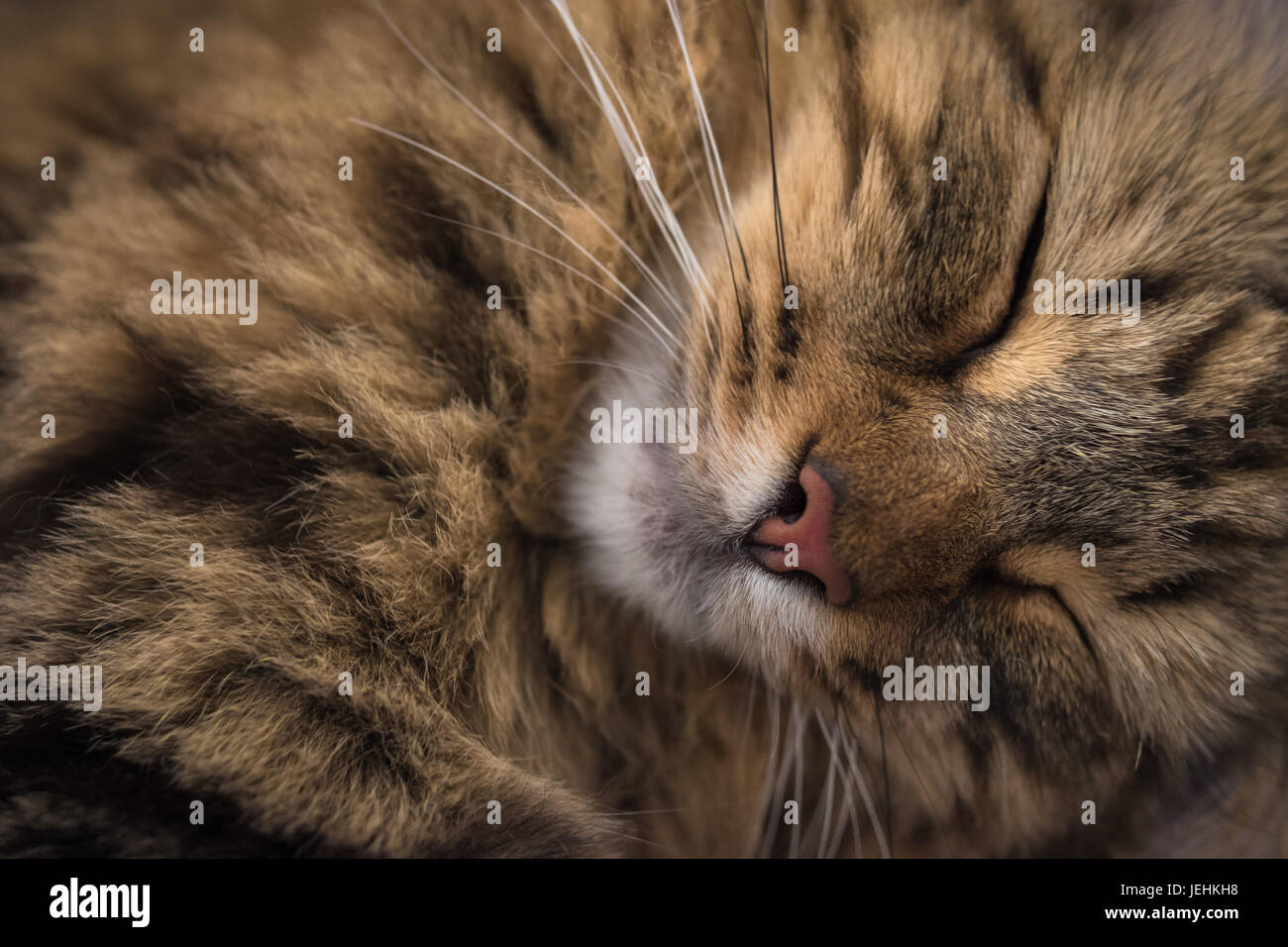 Close up Sleeping Tabby Cat ritratto Foto Stock