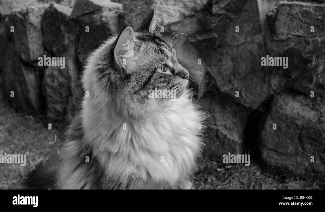 Pedigree gatto Ragdoll seduto di fronte a un muro di pietra Foto Stock